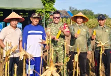 Yonif TP 892 Vikasa Sena Gelar Panen Raya Jagung