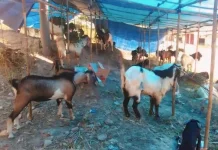 Pastikan Kelayakan, DKP3 Metro Periksa Kesehatan Hewan Kurban