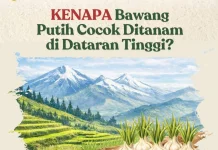 Mengapa Bawang Putih Lebih "Bahagia" di Dataran Tinggi?