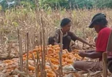 Petani di Way Kanan Didorong Beradaptasi dengan Perubahan Iklim