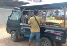 Harga Sawi Tembus Rp10 Ribu per Kilogram di Way Kanan
