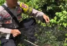 Bhabinkamtibmas Banjit Lepasliarkan Kucing Hutan
