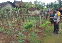 Bhabinkamtibmas di Baradatu Dampingi Warga Kelola Pekarangan Pangan