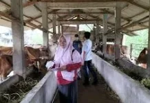 TPHP Way Kanan Perketat Strategi Cegah Penyebaran PMK