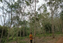 Hamparan Kebun Karet Jadi Penopang Penghasilan