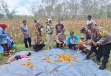 Polsek Buay Bahuga Dampingi Panen Raya Jagung Kuartal II 2026
