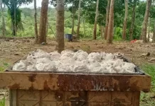 Harga Karet di Way Kanan Naik Jadi Rp14.500 per Kg