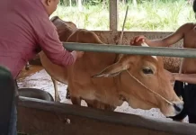 Pemkab Way Kanan Pastikan Stok Hewan Kurban Aman