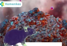 Cara Mencegah Virus Hanta