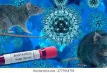Dinkes Way Kanan Jelaskan Gejala dan Penanganan Virus Hanta