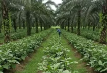 Pemkab Way Kanan Dorong Diversifikasi Komoditas Pertanian