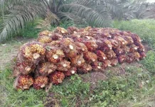Petani Sawit Way Kanan Keluhkan Turunnya Harga TBS