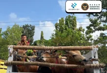 Prosedur Lalu Lintas Hewan Kurban Idul Adha