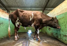 Gejala Hewan Kurban Terinfeksi Lumpy Skin Disease