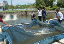 Pemkab Way Kanan Perluas Distribusi Benih Ikan