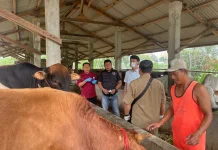 Vaksinasi PMK Gratis, Peternak Diminta Ikuti Jadwal Lengkap