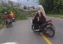 Pohon Tumbang Akibatkan Arus Lalin di Jalinteng Way Kanan Sempat Terhambat