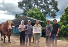 Sapi Kurban Bantuan Presiden Tiba di Kasui jelang Iduladha