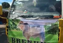Sapi Kurban Presiden di Way Kanan Capai Berat 1,03 Ton