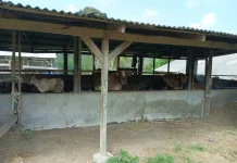 Peternak Sapi Lokal Kembangkan Usaha untuk Penuhi Kebutuhan Pasar