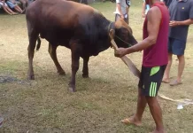 Kurban di Kampung Ramsai Meningkat Tajam pada 2026