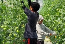 Penyuluh Pertanian Dorong Regenerasi Petani di Way Kanan