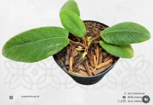 Homalomena lingua-felis, Si Daun Lidah Kucing dari Tapanuli yang Terancam Punah