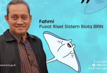 BRIN: Wisata Pari Manta Harus Terkelola, Jangan Sampai Merusak Habitat