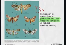 BRIN Temukan Dua Spesies Ngengat Endemik Baru dari Papua dan Sulawesi