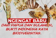 BRIN: Dua Ngengat Endemik Papua dan Sulawesi Rentan Punah akibat Deforestasi