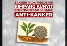 Bakteri Tanah Kunyit Karanganyar Hasilkan Senyawa Anti-Kanker Lebih Kuat dari Dox
