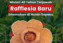 Rafflesia harjatii Endemik Sepaku, BRIN Ingatkan Pentingnya Jaga Hutan