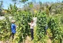 Panen Perdana, Lapas Way Kanan Hasilkan 72 Kg Kacang Panjang