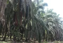 Program PSR Dorong Produktivitas Sawit Rakyat di Way Kanan