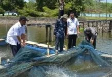 Keterbatasan Penyuluh Jadi Kendala Budidaya Perikanan di Way Kanan