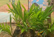 SMPN 7 Banjit Terima Bantuan Bibit Pohon untuk Penghijauan