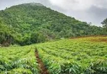Dinas TPHP Way Kanan Kawal Harga Singkong Sesuai Aturan