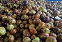 Jengkol Tetap Menjadi Primadona di Pasar Tradisional