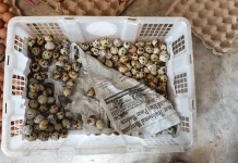 Telur Puyuh Tetap Diminati, Menjadi Sumber Penghasilan Peternak