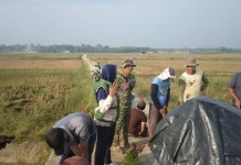 Cegah Kerusakan Padi, Babinsa dan Warga di Way Kanan Basmi Hama Tikus