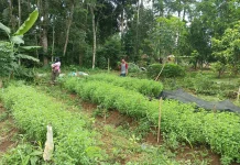 Tantangan Petani Kemangi Hadapi Musim Kemarau
