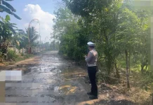 Truk Angkut 100 Ekor Babi Terguling di Banjit Way Kanan