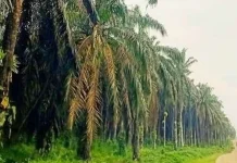 Legalitas Lahan Jadi Kendala Program Peremajaan Sawit di Way Kanan