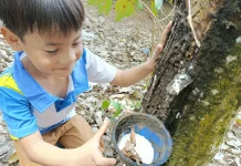 Harga Karet Naik, Petani Hadapi Dilema Hasil Getah Menurun akibat Kemarau