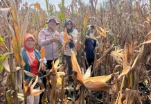 Polsek Negara Batin dan PPL Panen Jagung Dukung Ketahanan Pangan