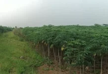 Lima Kecamatan Jadi Sentra Budidaya Singkong di Kabupaten Way Kanan