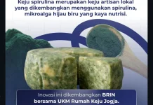 Keju Spirulina BRIN Tingkatkan Nilai Jual Susu Peternak Lokal