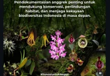 BRIN Temukan 10 Spesies Anggrek Baru dari Sumatra hingga Nusa Tenggara