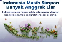 BRIN dan Kolaborator: Dokumentasi 10 Anggrek Kunci Perlindungan Habitat