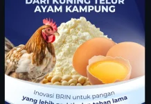 Tepung Kuning Telur Kampung Ciptaan BRIN lewat Spray Drying